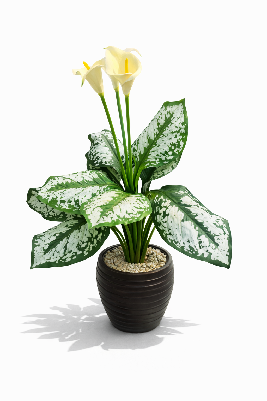 Dieffenbachia with Calla Lily in Black Ribbed Planter