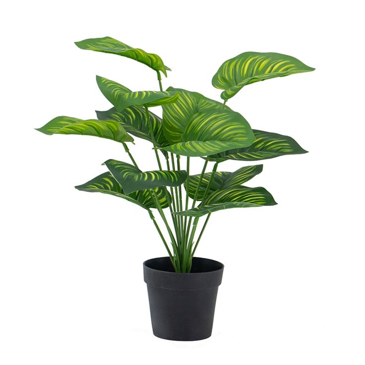 Calathea Plant - Black Pot