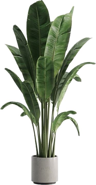 Areca Palm - Black Planter
