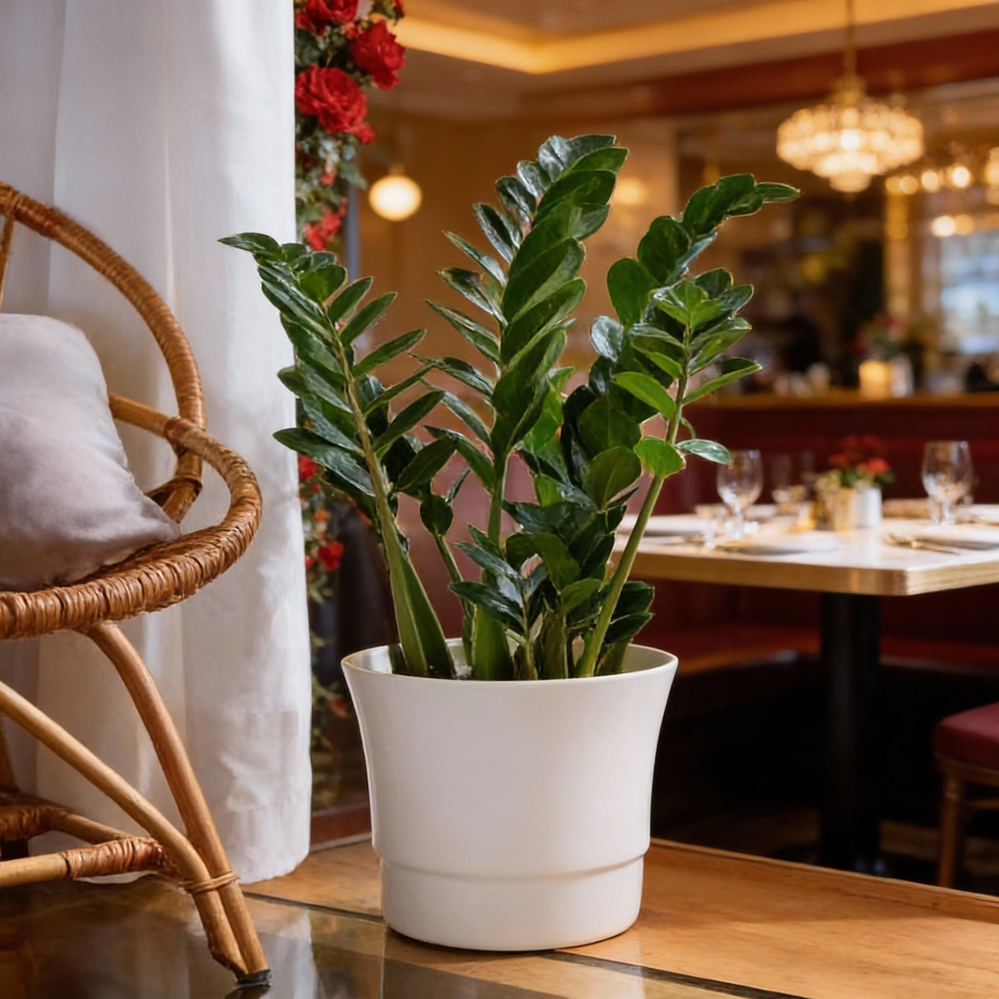 Classic ZZ Plant Restaurant Decor